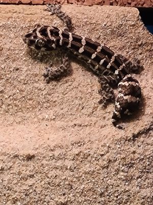 Rübenschwanz viperngecko Bild 5