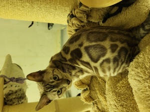 Bengal Kitten : weiblich und männlich (  Mink und Brown ) Bild 2
