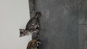 Bengal Kitten : weiblich und männlich (  Mink und Brown ) Bild 4