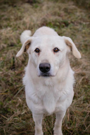 *ALFRED* Der Rüde ist lieb und freundlich und kennt bereits das Familienleben