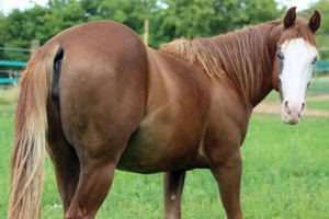 American Quater Horse Eliza mit viel Potenziel Bild 5