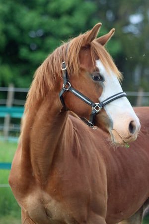 American Quater Horse Eliza mit viel Potenziel Bild 3