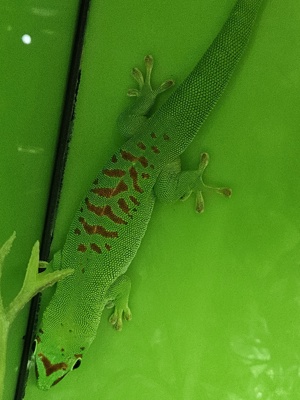 Phelsuma Grandis Taggecko 