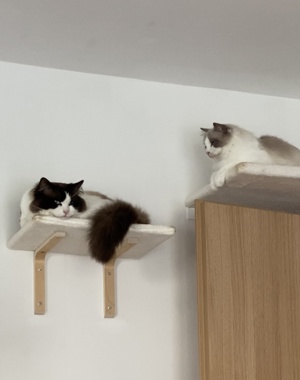 Reinrassiger Ragdoll Deckkater mit Stammbaum  Bild 5