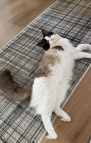 Reinrassiger Ragdoll Deckkater mit Stammbaum  Bild 9