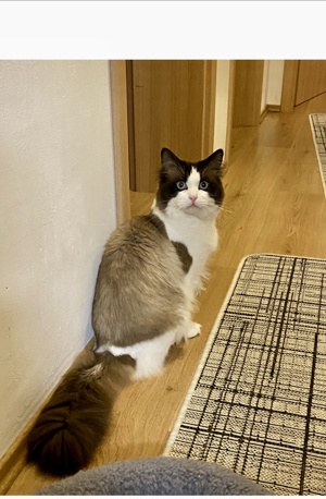 Reinrassiger Ragdoll Deckkater mit Stammbaum  Bild 3