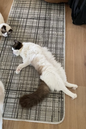 Reinrassiger Ragdoll Deckkater mit Stammbaum  Bild 7