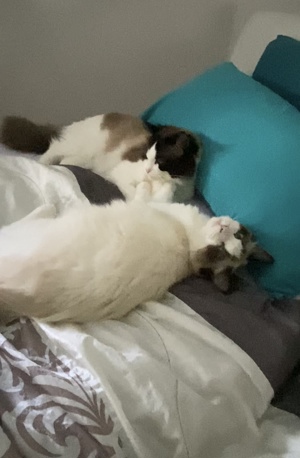 Reinrassiger Ragdoll Deckkater mit Stammbaum  Bild 6