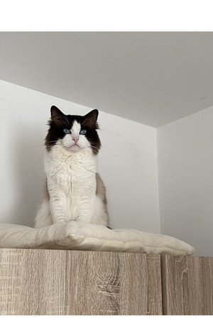 Reinrassiger Ragdoll Deckkater mit Stammbaum  Bild 4