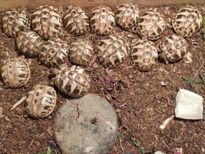 10 Griechische Landschildkrötenbabys NZ 2023