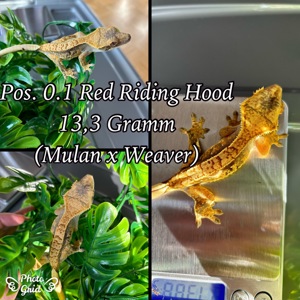 1.0 "Red Riding Hood" Crested Gecko   Kronengecko Bild 2
