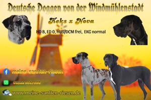 Deutsche Doggen Welpen mit Ahnentafel in bunt  Bild 6