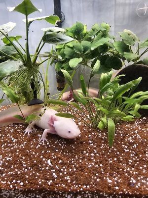 Axolotl mit Aquarium und zubehör Bild 1
