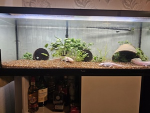 Axolotl mit Aquarium und zubehör Bild 2