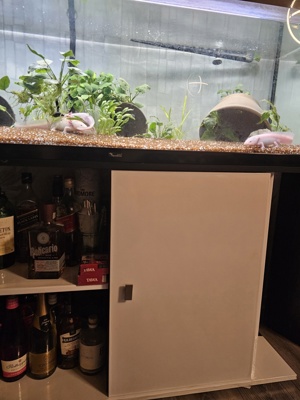 Axolotl mit Aquarium und zubehör Bild 3