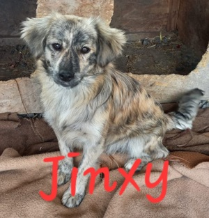 Hundemädchen Jinxy sucht Körbchen für immer Bild 2