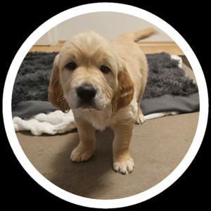 Golden retriever welpen mit Ahnentafel 