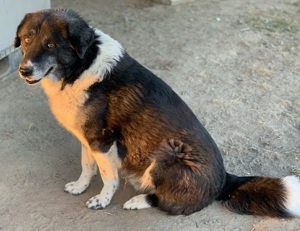 Harwin, geb. ca. 11 2018, lebt in GRIECHENLAND, im städt. Tierheim Serres Bild 5