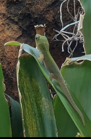 Phelsuma laticauda, Goldstaub-Taggecko