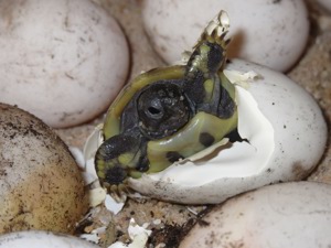 Griechische Landschildkröten Nachzuchten 2024