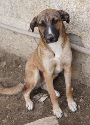 Eliza, geb. ca. 01 2023, lebt in GRIECHENLAND, auf einer privaten Pflegestelle Bild 6