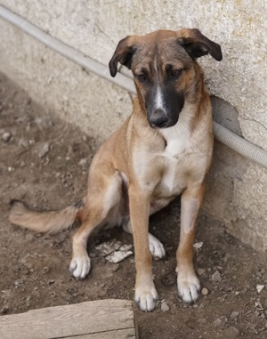 Eliza, geb. ca. 01 2023, lebt in GRIECHENLAND, auf einer privaten Pflegestelle Bild 5