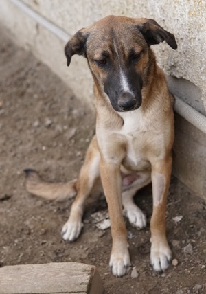 Eliza, geb. ca. 01 2023, lebt in GRIECHENLAND, auf einer privaten Pflegestelle Bild 8