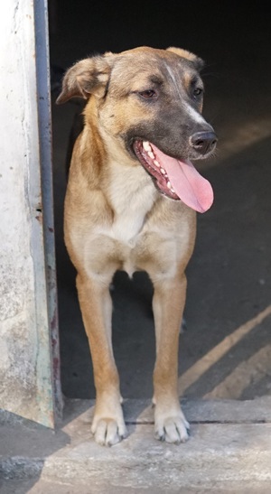 Eliza, geb. ca. 01 2023, lebt in GRIECHENLAND, auf einer privaten Pflegestelle Bild 10