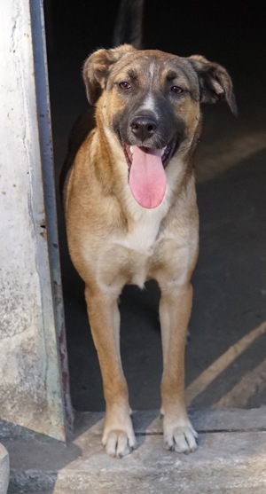 Eliza, geb. ca. 01 2023, lebt in GRIECHENLAND, auf einer privaten Pflegestelle Bild 9