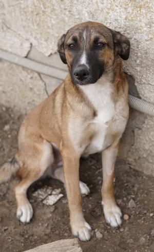 Eliza, geb. ca. 01 2023, lebt in GRIECHENLAND, auf einer privaten Pflegestelle Bild 3