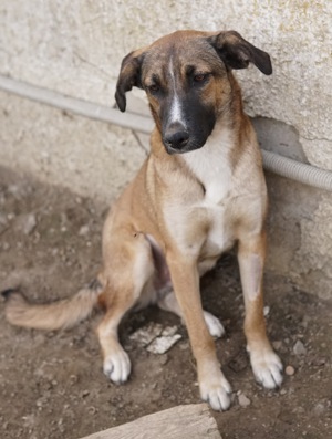 Eliza, geb. ca. 01 2023, lebt in GRIECHENLAND, auf einer privaten Pflegestelle Bild 7