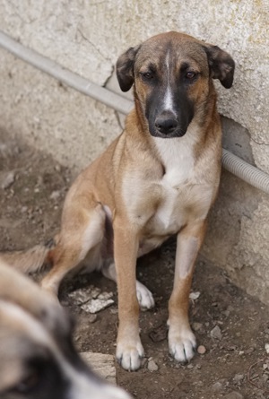 Eliza, geb. ca. 01 2023, lebt in GRIECHENLAND, auf einer privaten Pflegestelle Bild 4