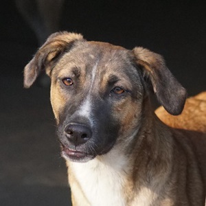 Eliza, geb. ca. 01 2023, lebt in GRIECHENLAND, auf einer privaten Pflegestelle Bild 2