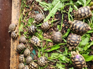 Landschildkröten Baby (NZ 2023) Bild 7