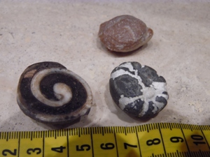 Fossilien Sammlung Konvolut