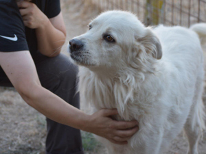 Leone sucht sein Zuhause (noch auf Sardinien) Bild 3