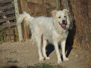 Leone sucht sein Zuhause (noch auf Sardinien) Bild 5