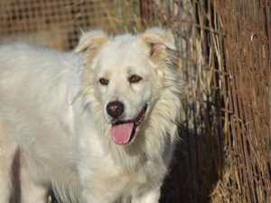 Leone sucht sein Zuhause (noch auf Sardinien) Bild 6