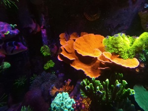 Korallen Ableger Meerwasser, Crassa Anemonen...  Bild 1