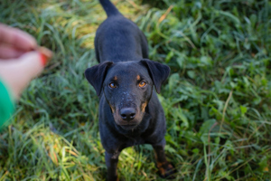 *HOLLY* ist von der Rasse her ein Terriermischling. Etwas Hundeerfahrung mit dieser Rasse wäre gut. 