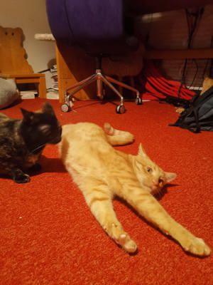 verspielte und verschmuste junge Katzen Ben und Jerry suchen zusammen ein Zuhause Bild 5