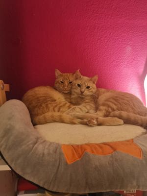 verspielte und verschmuste junge Katzen Ben und Jerry suchen zusammen ein Zuhause Bild 3
