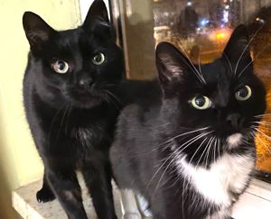 hübsche Katzen Eros (FIV+) und Agatha, Mutter und Sohn, suchen zusammen ein Zuhause Bild 6