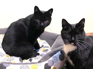 hübsche Katzen Eros (FIV+) und Agatha, Mutter und Sohn, suchen zusammen ein Zuhause Bild 8