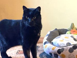 hübsche Katzen Eros (FIV+) und Agatha, Mutter und Sohn, suchen zusammen ein Zuhause Bild 3