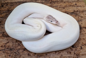 1.0 Super Mojave poss. Ghi het Pied