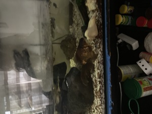2 Aquarium samt Tiere  Bild 5