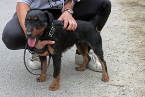 Terrier MOGYI sucht aktives Zuhause