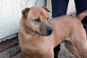 Shar Pei Mix BARNI sucht sein Glück