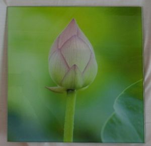 D Glasbild 30x30 grün mit Blume , Folie auf Echtglas mit Wandhalter einwandfrei erhalten